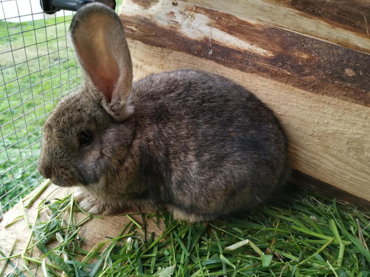 Pokoje Goscinne Pod Limbami Ciche Małe Buitenkant foto